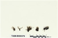 藏品(疣齒絲瓜苔)的圖片